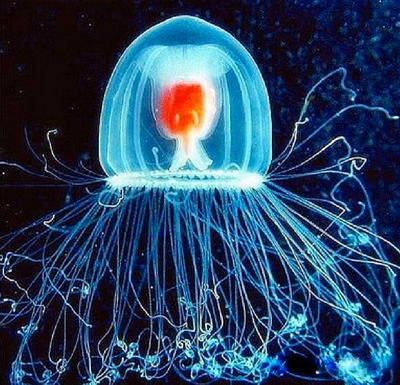 immortal_jellyfish